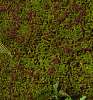 Декоративный газон Green walls 131789 Silk-ka НИДЕРЛАНДЫ