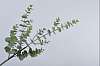 Декоративное растение LEAF SPRAY EUCALYPTUS GREEN 81 cm 131779 Silk-ka НИДЕРЛАНДЫ