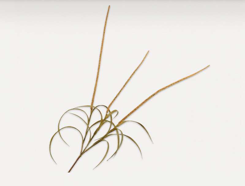 Декоративное растение GRAS TAK GEEL 135 cm 142320 Silk-ka НИДЕРЛАНДЫ
