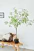 Декоративное дерево PLANT OLIJF GROEN 195 cm 133500 Silk-ka НИДЕРЛАНДЫ