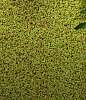 Декоративный газон Green walls 131790 Silk-ka НИДЕРЛАНДЫ