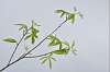 Декоративное растение LEAF SPRAY GREEN 91 cm 132252 Silk-ka НИДЕРЛАНДЫ