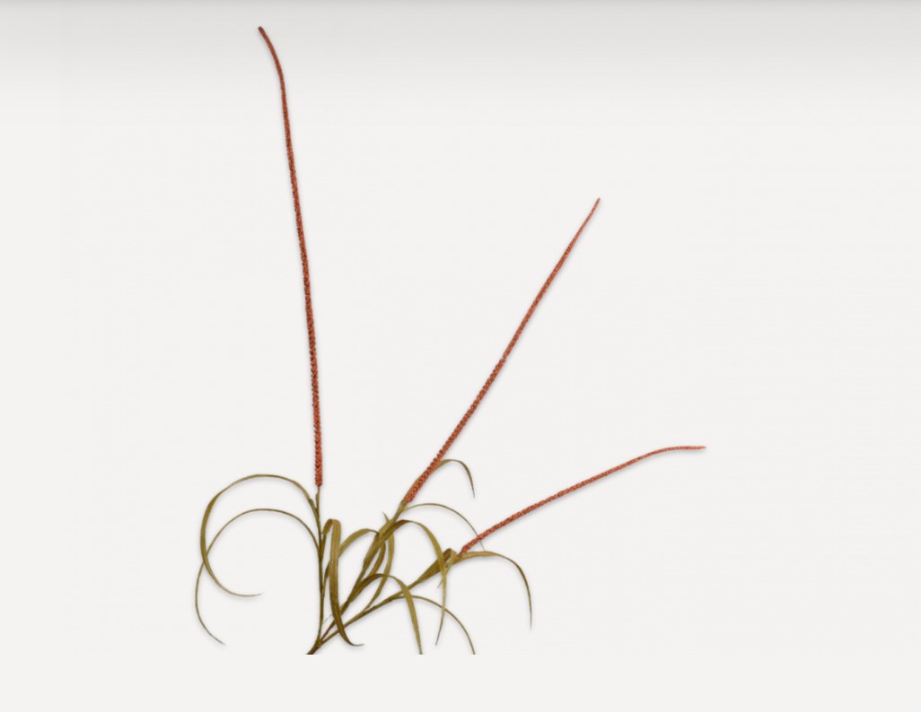 Декоративное растение GRAS TAK ORANJE 135 cm 142319 Silk-ka НИДЕРЛАНДЫ