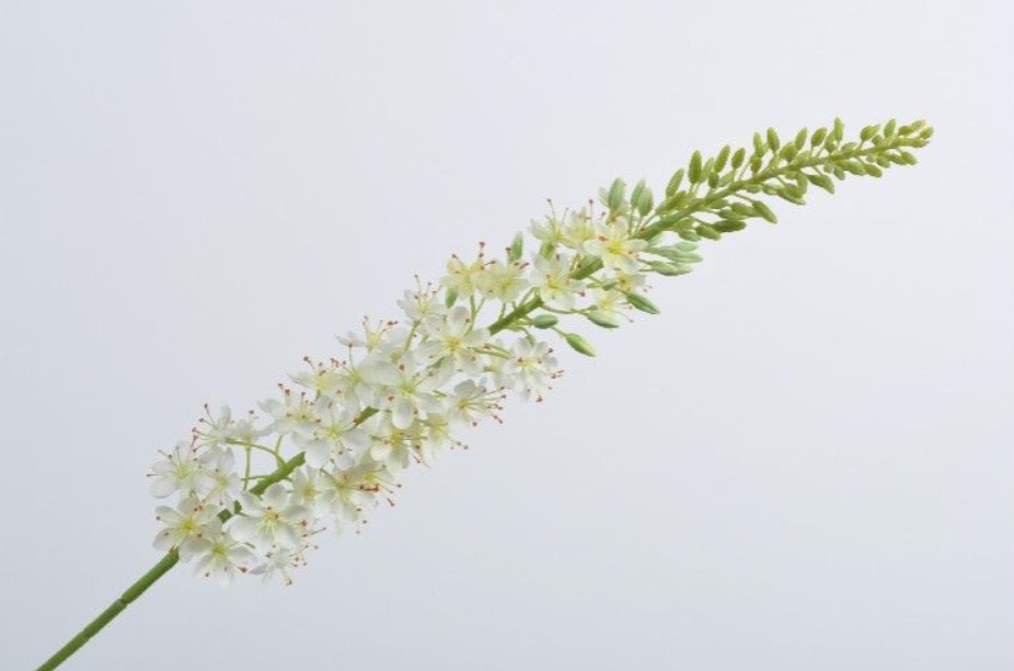 Декоративное растение EREMURES STEM WHITE 107 cm 122676 Silk-ka НИДЕРЛАНДЫ