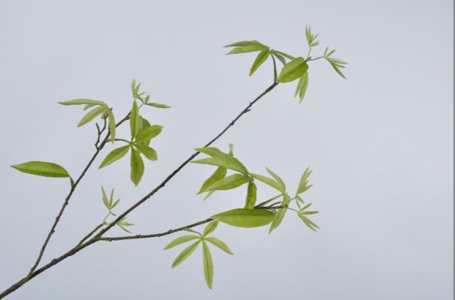 Декоративное растение LEAF SPRAY GREEN 91 cm 132252 Silk-ka НИДЕРЛАНДЫ